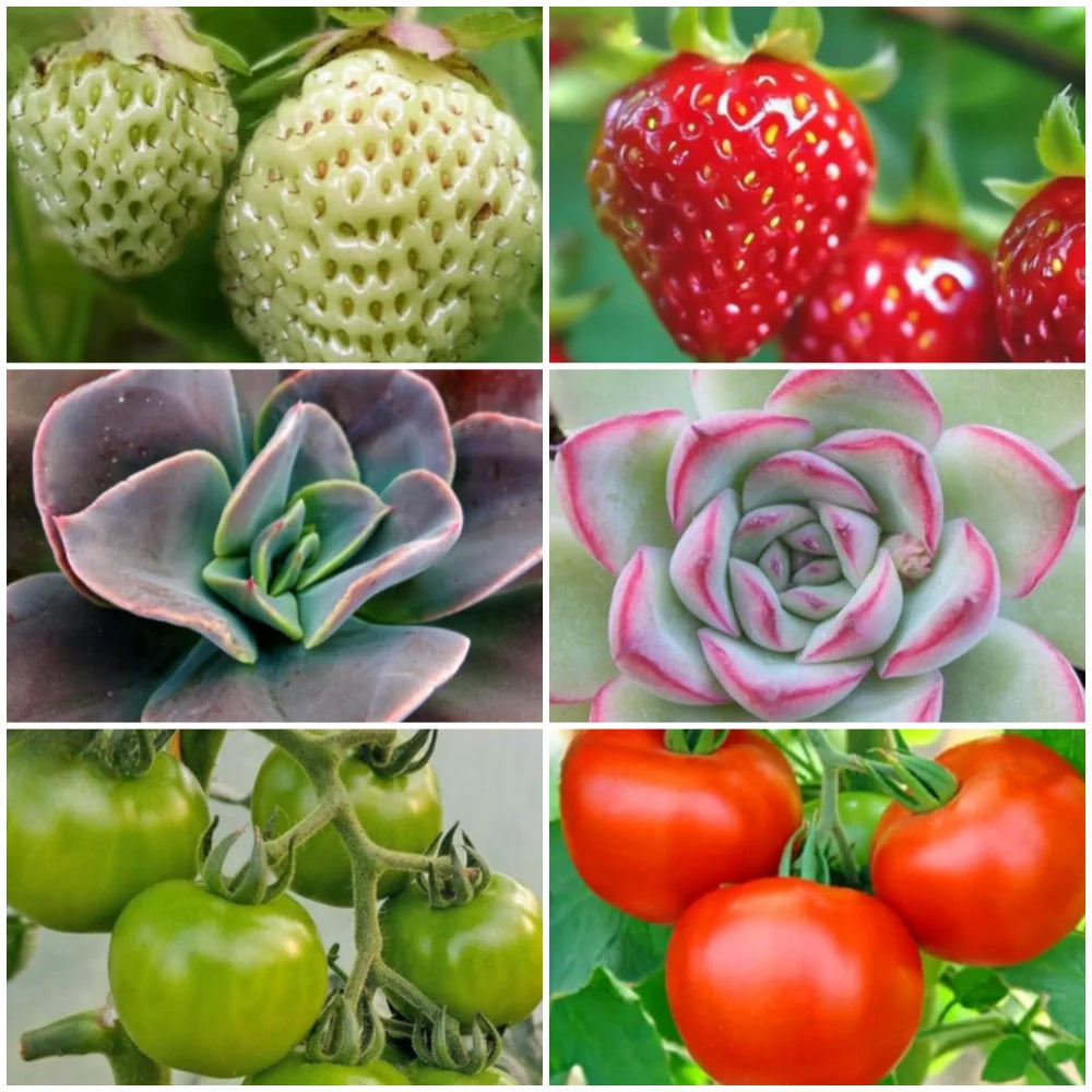 FloraFlare™ Grow Light